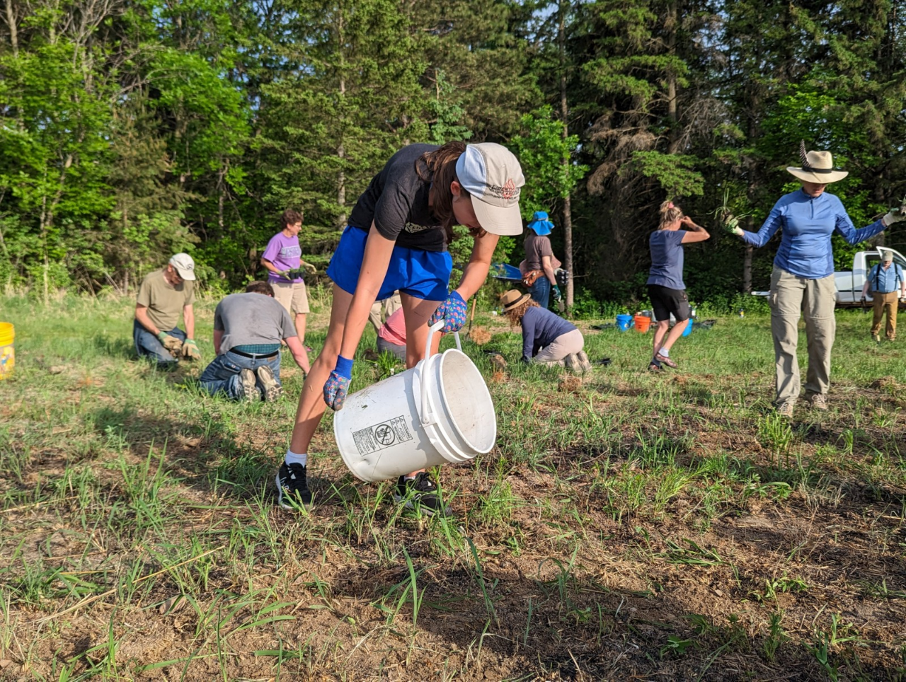 Pine Point Native Plants
